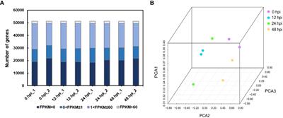 Comparative RNA-seq analysis reveals a critical role for ethylene in rose (Rosa hybrida) susceptible response to Podosphera pannosa